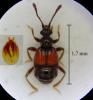 Brachygluta pandellei